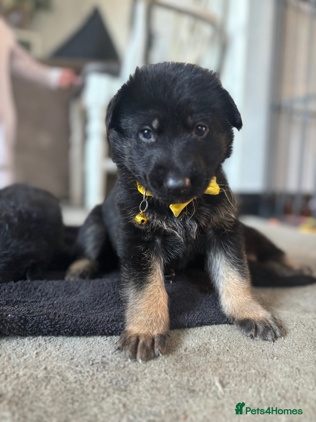 German Shepherd dogs for sale: 8x German Shepherd Puppies - Image 5
