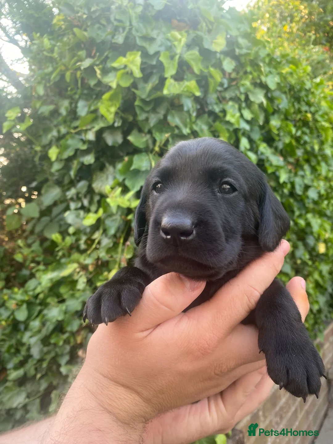 Labrador Retriever dogs for sale: FTCh KG Reg Labrador Puppies - Advert 10