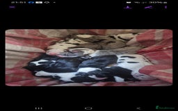 Great Dane dogs for stud: OPEN FOR STUD Stunning Apollo in Bathgate - Image 28