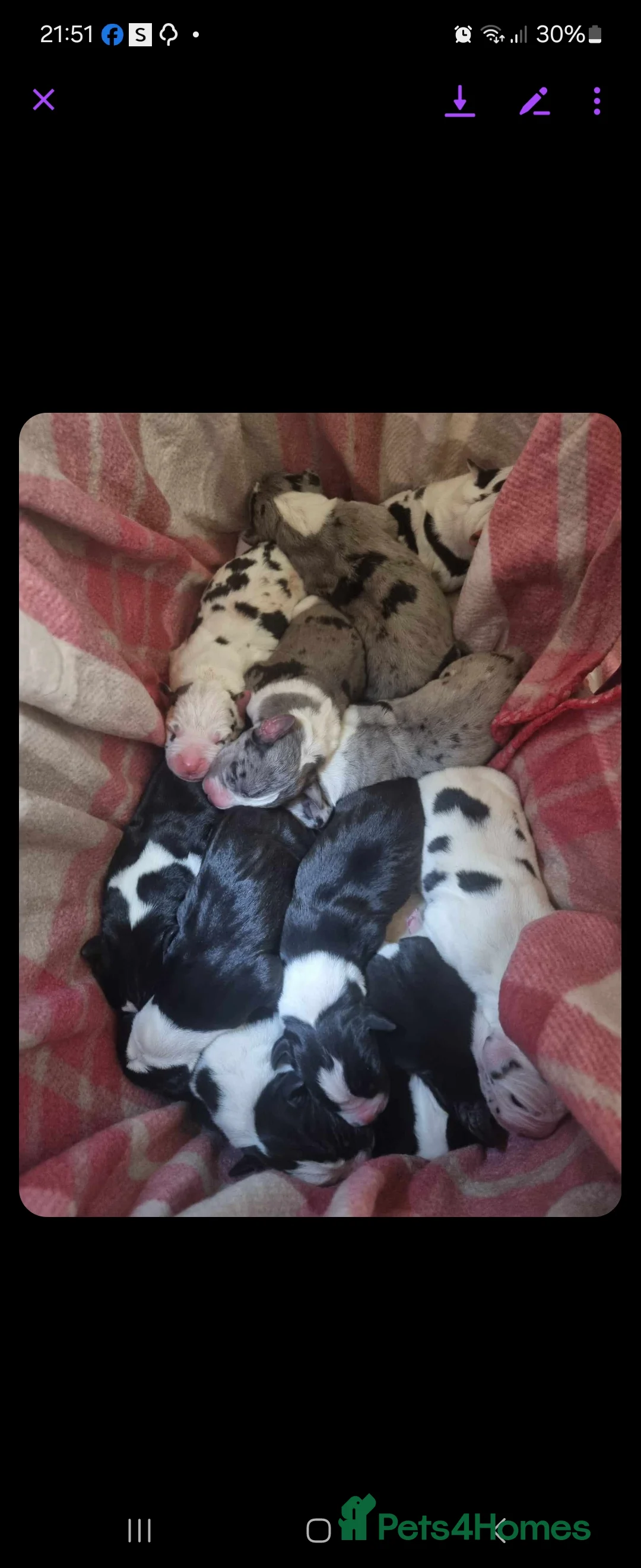 Great Dane dogs for stud: OPEN FOR STUD Stunning Apollo in Bathgate - Advert 28