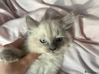 Ragdoll cats Ragdoll kittens - Advert 3