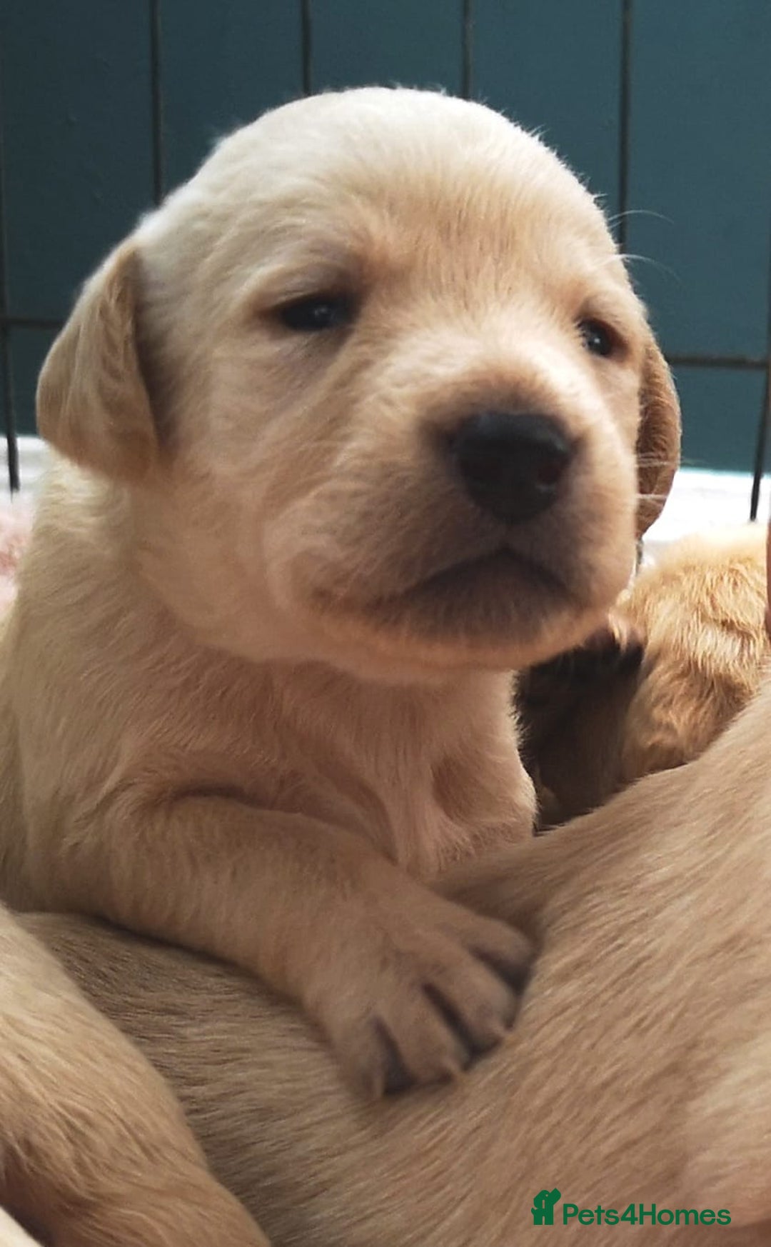 Labrador Retriever dogs for sale:  Beautiful, bouncing Pedigree Pups - Image 6