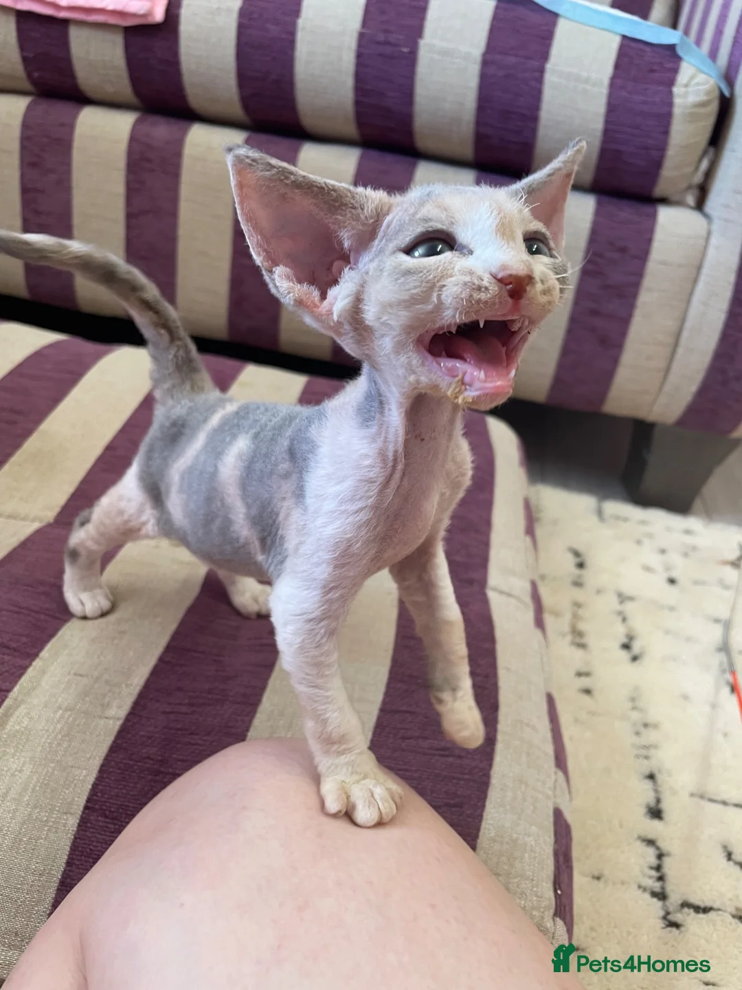 Devon Rex cats for sale: Beautiful pure Devon Rex kittens  - Advert 29