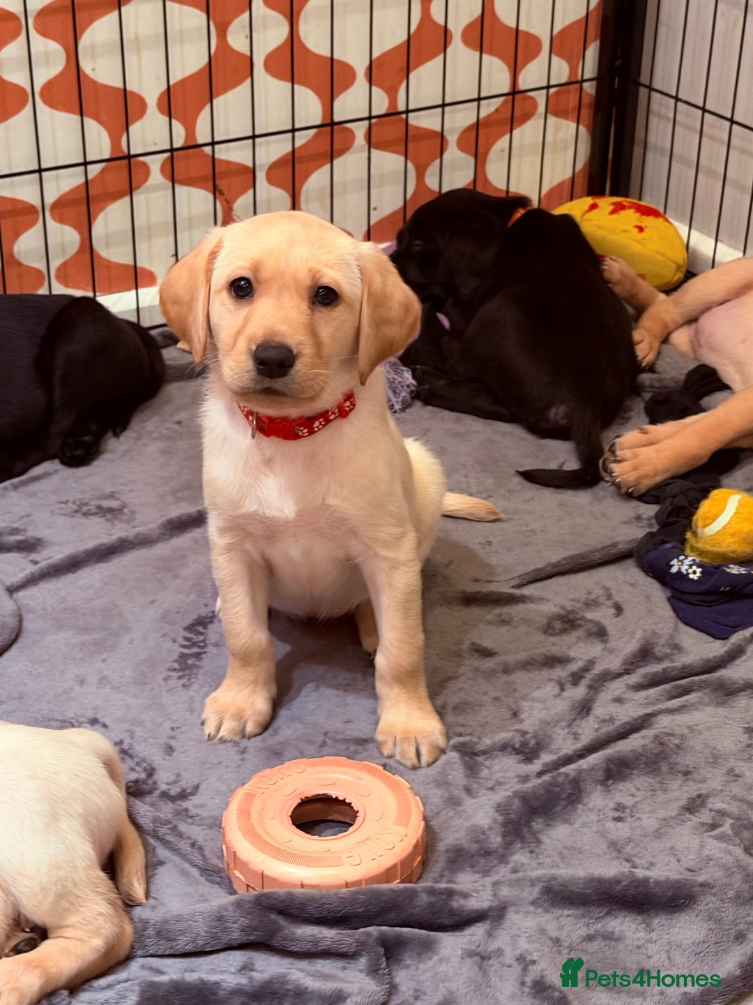 Labrador Retriever dogs for sale: Only 2 golden girls left! Ready for forever homes! - Advert 13