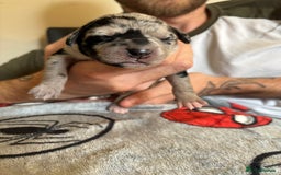 Mixed Breed dogs for sale: Blue Merle collie x kelpies  - Image 5