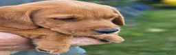 Labrador Retriever dogs for sale: Beautiful yellow/fox red pups with strong heads - Advert 9