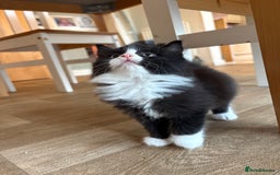 Ragdoll cats for sale: Longhair ragdoll kittens  - Advert 14