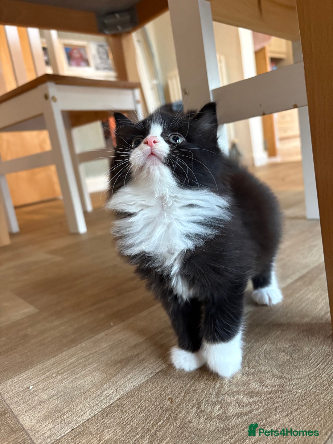 Ragdoll cats for sale: Longhair ragdoll kittens  - Advert 14