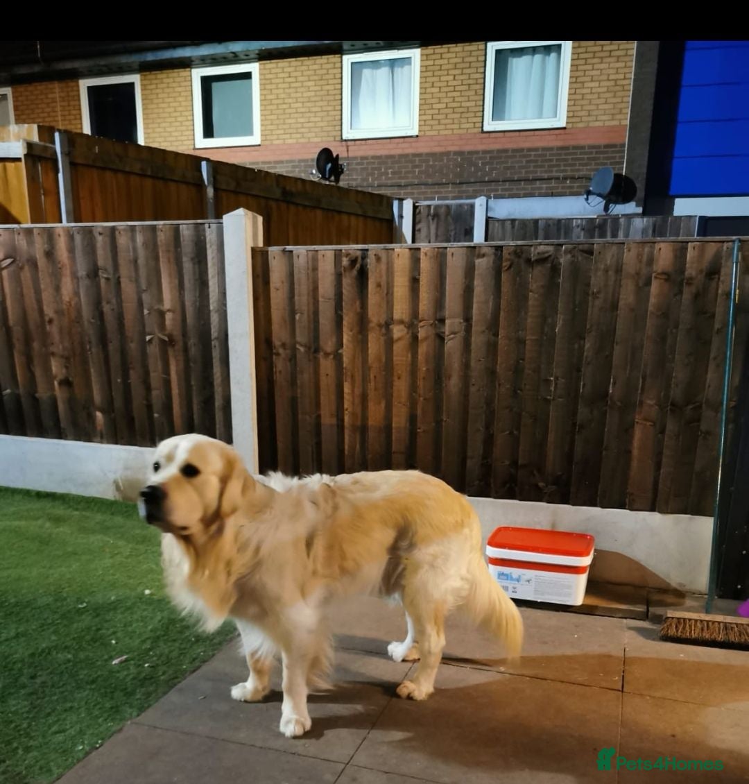 Golden Retriever dogs Lovely Golden retriever puppy  - Advert 2