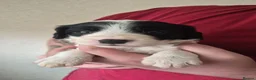 Mixed Breed dogs for sale: Sprolliedor puppies  - Advert 6