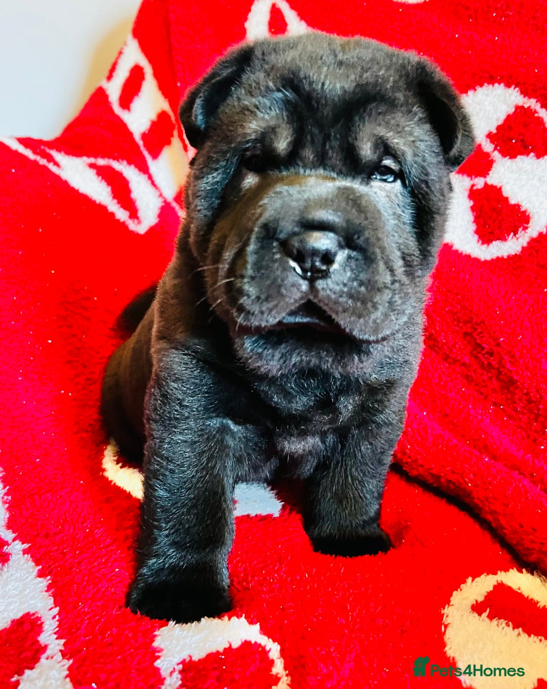 Mixed Breed dogs for sale: ChowPei Pups  - Advert 12