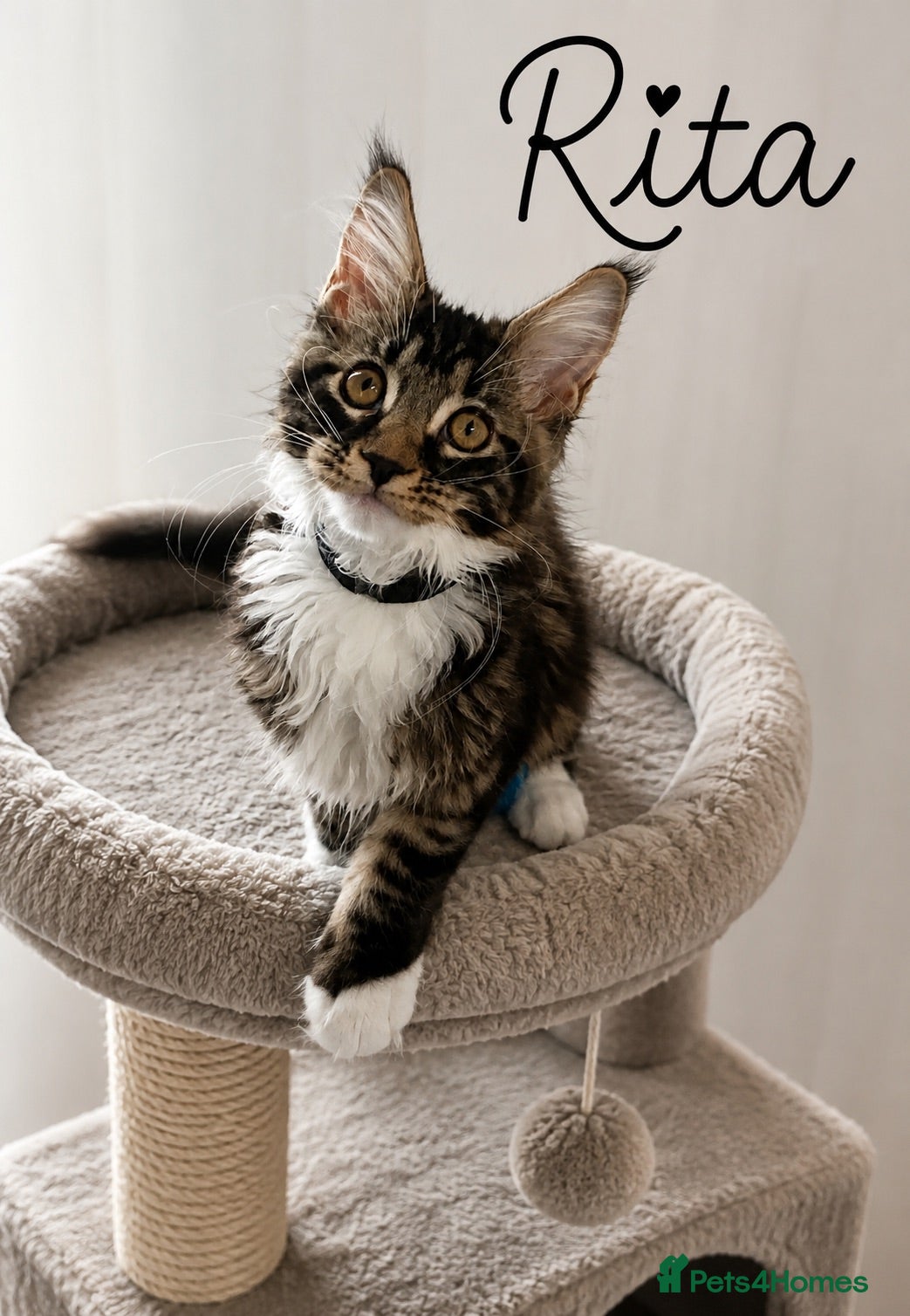 Maine Coon cats TICA registered Maine coon - Advert 3