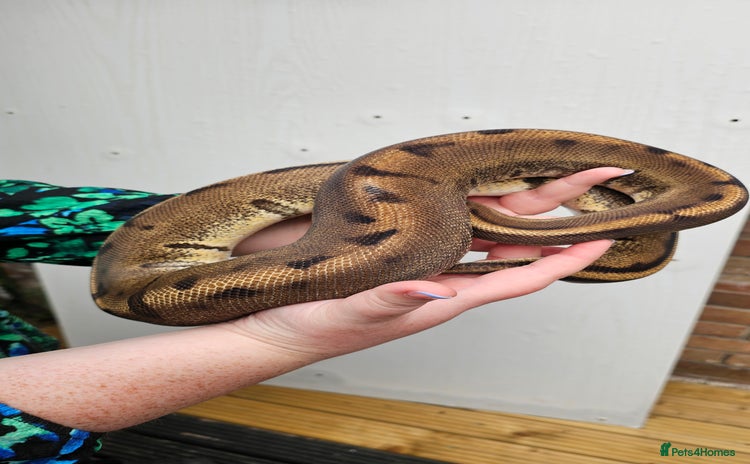 Python Snake reptiles - Advert 3