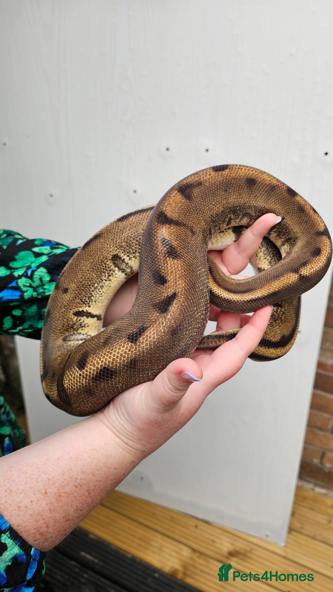 Python Snake reptiles for sale: Aberrant genetic stripe ball python - Image 1