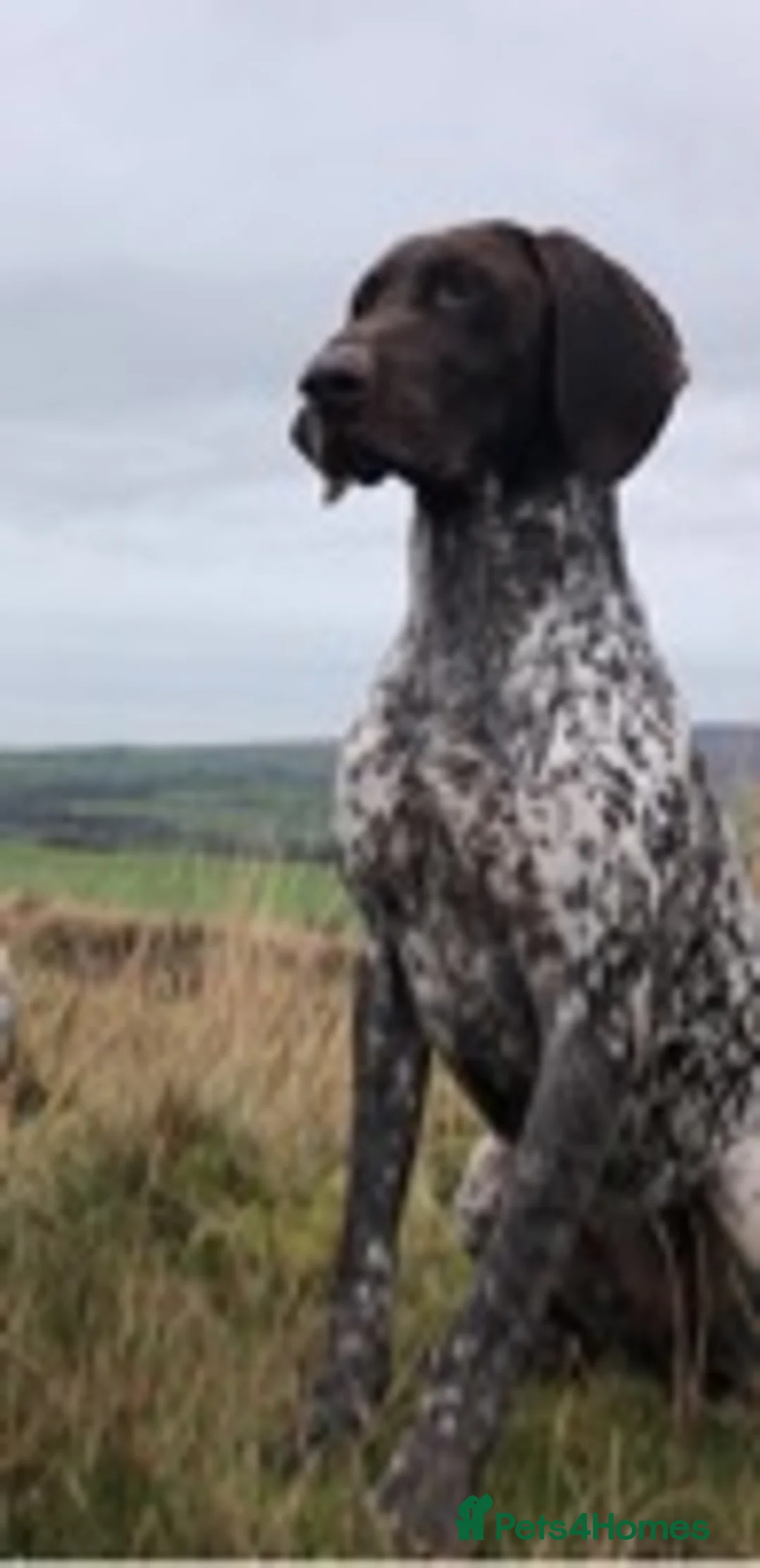 German Shorthaired Pointer dogs for stud: Excellent example Gsp kc and health tested. STUD in Lancaster - Advert 26