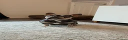 French Bulldog dogs for sale: Male French bulldog - Advert 1