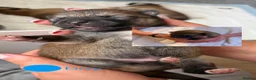 Japanese Shiba Inu dogs for sale: Shiba Inu puppies  - Advert 2