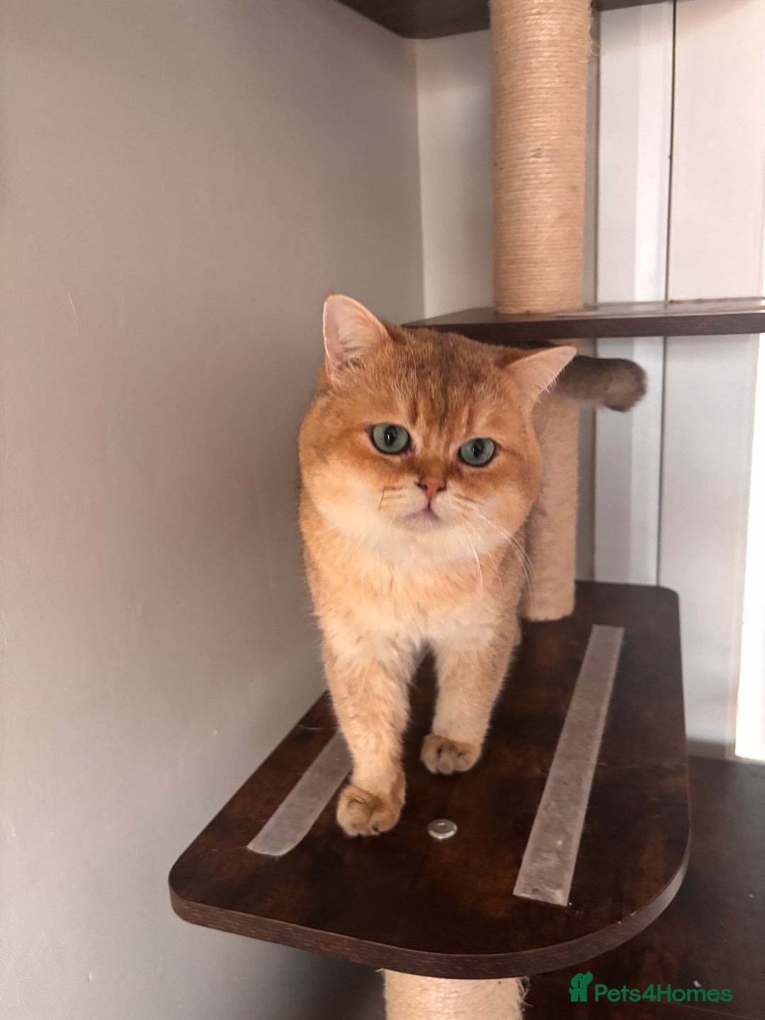 British Shorthair cats for sale: Last stunning golden male  - Image 4