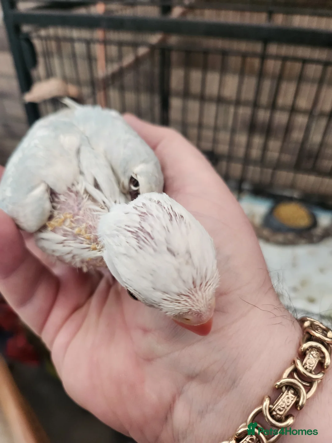 Ringnecks birds for sale: Blue lacewing ringneck - Advert 3