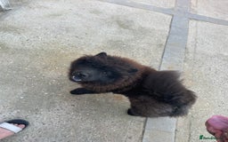 Chow Chow dogs for sale: 2 Year Old Chow Chow - Image 5