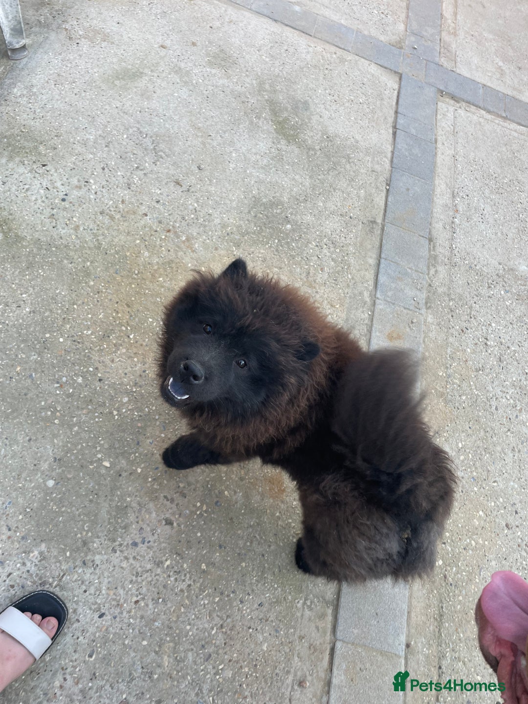 Chow Chow dogs for sale: 2 Year Old Chow Chow - Image 5