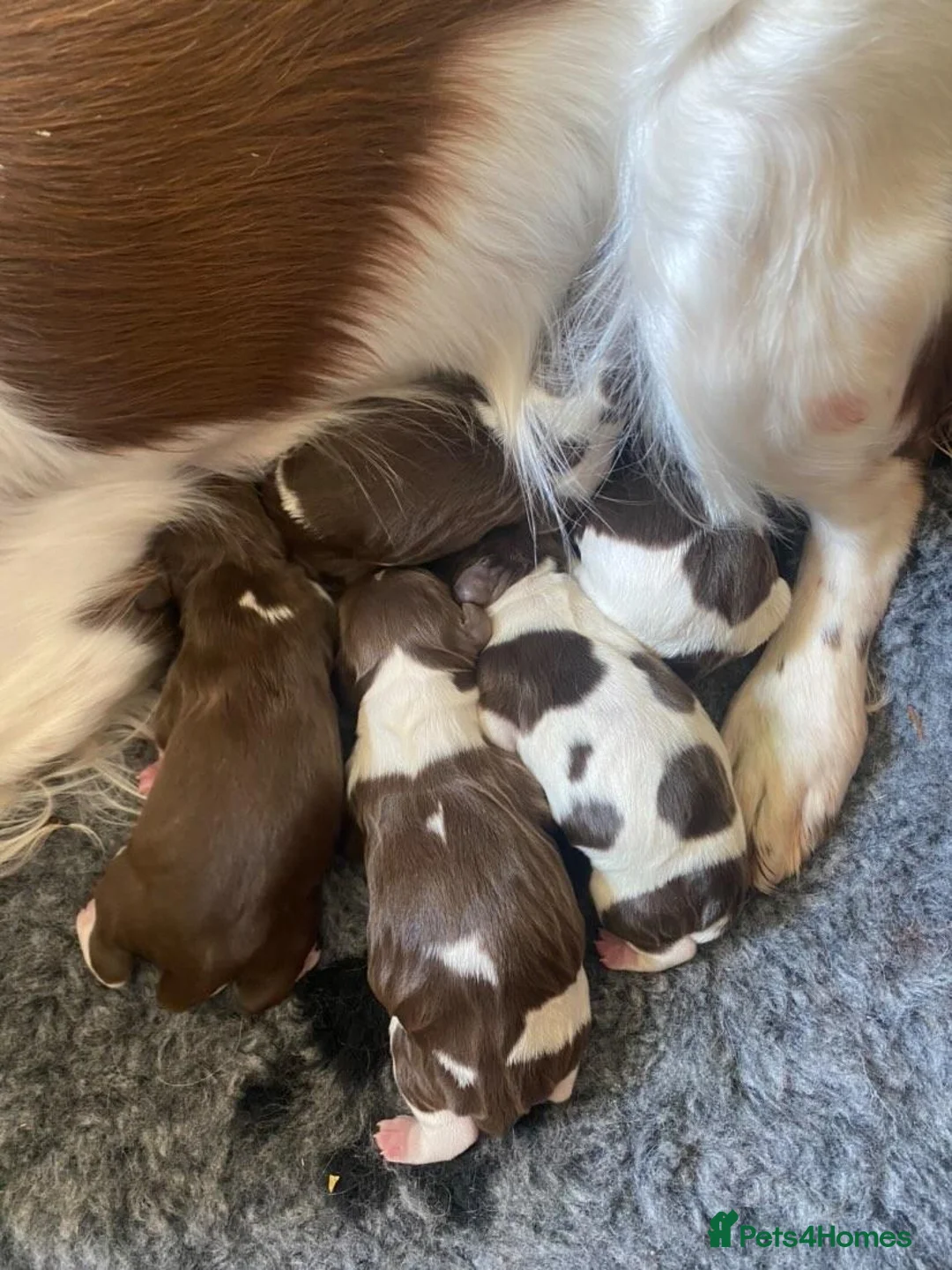 English Springer Spaniel dogs for stud: English Springer Spaniel Stud  in Derby - Advert 28