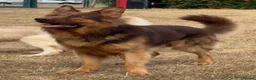 German Shepherd dogs for stud: PROVEN MASSIVE LIVER AND TAN GERMAN SHEPHERD STUD! - Advert 4