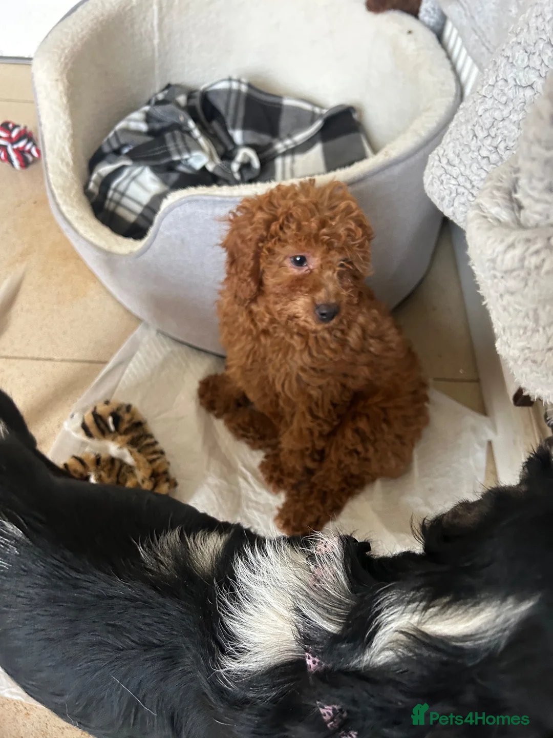 Cavapoo dogs for sale: Stunning health checked Cavapoo puppies  - Advert 2