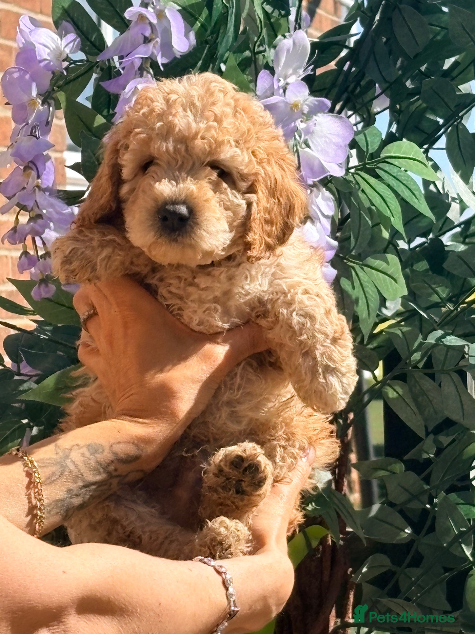 Cockapoo dogs F1B cockapoos ready for homes now  - Advert 9