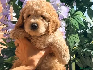 Cockapoo dogs F1B cockapoos ready for homes now one boy left - Advert 9