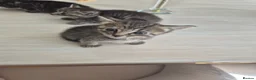 Mixed Breed cats for sale: Half maincoon and half domestic  in London - Advert 9