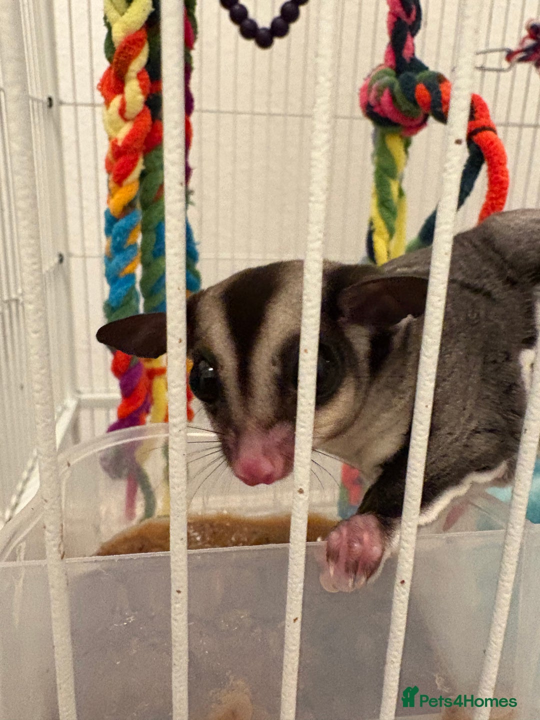 Sugar Glider rodents for sale: 2 x Pairs sugar gliders for sale  - Advert 5