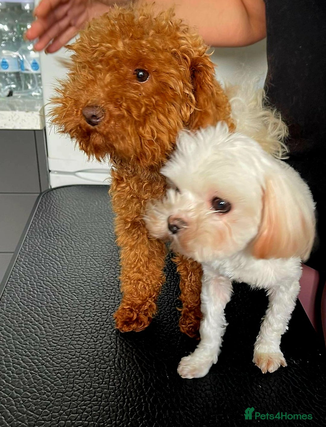 Maltipoo dogs for sale: Kc, Asian size, F1 female - Image 8