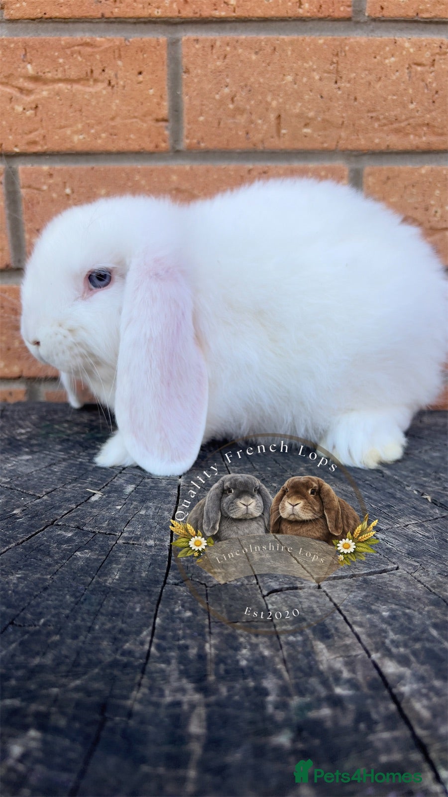 French Lop rabbits Quality French Lop Rabbits - Advert 6