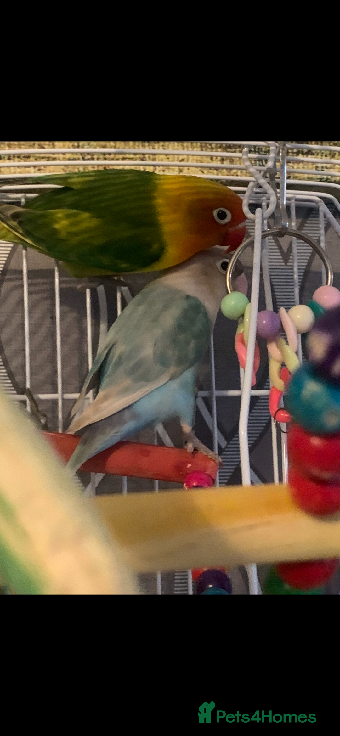 Lovebirds birds for sale: Two lovebirds with cage and accessories - Image 3