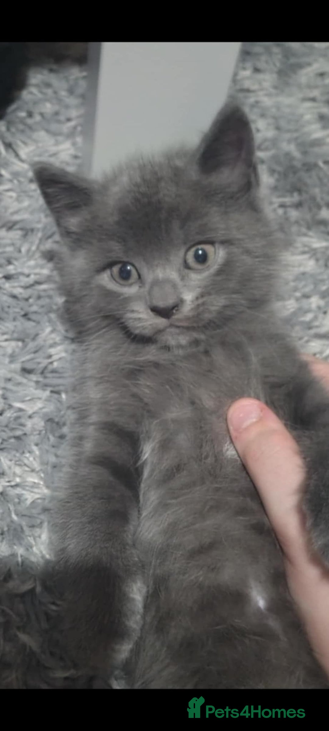 Domestic Shorthair cats for sale: 4 beautiful kittens for sale  - Advert 17