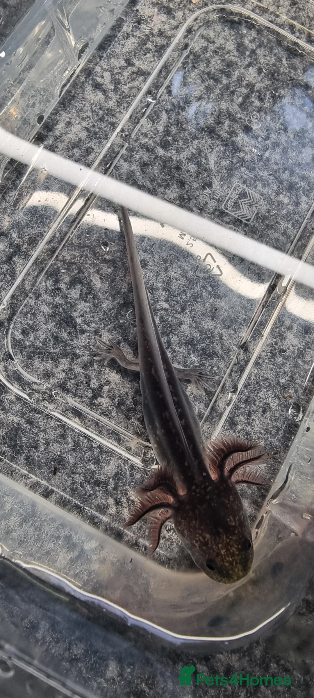 Axolotl reptiles for sale: Juvenile axolotls - Advert 8