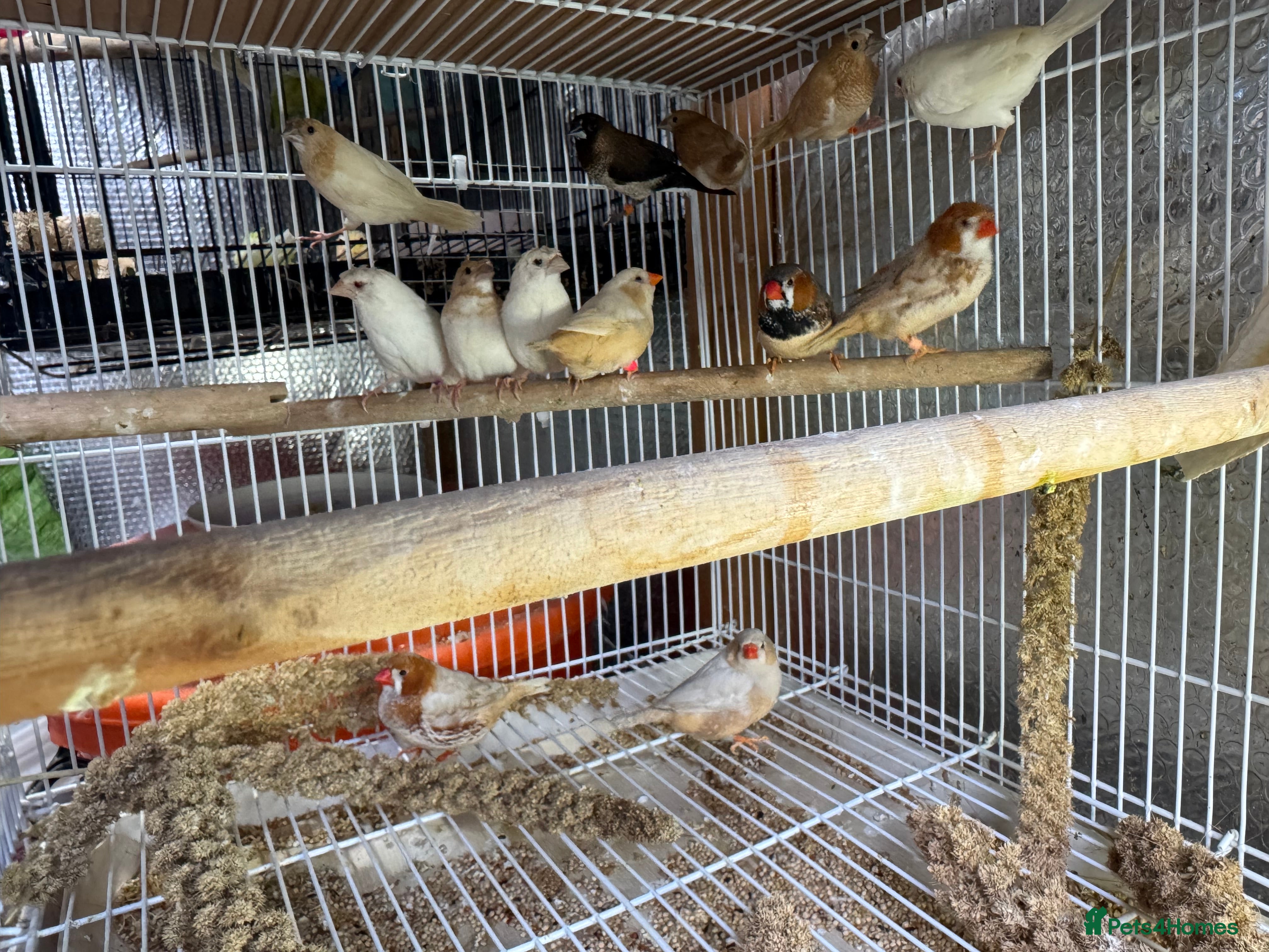 Finches birds Zebra Finches - Advert 11