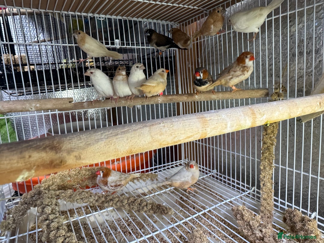 Finches birds for sale: Zebra Finches - Advert 2