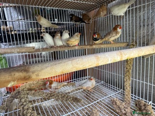 Finches birds Zebra Finches - Advert 10