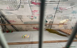 Parakeets birds for sale: Young female kakariki  - Advert 25