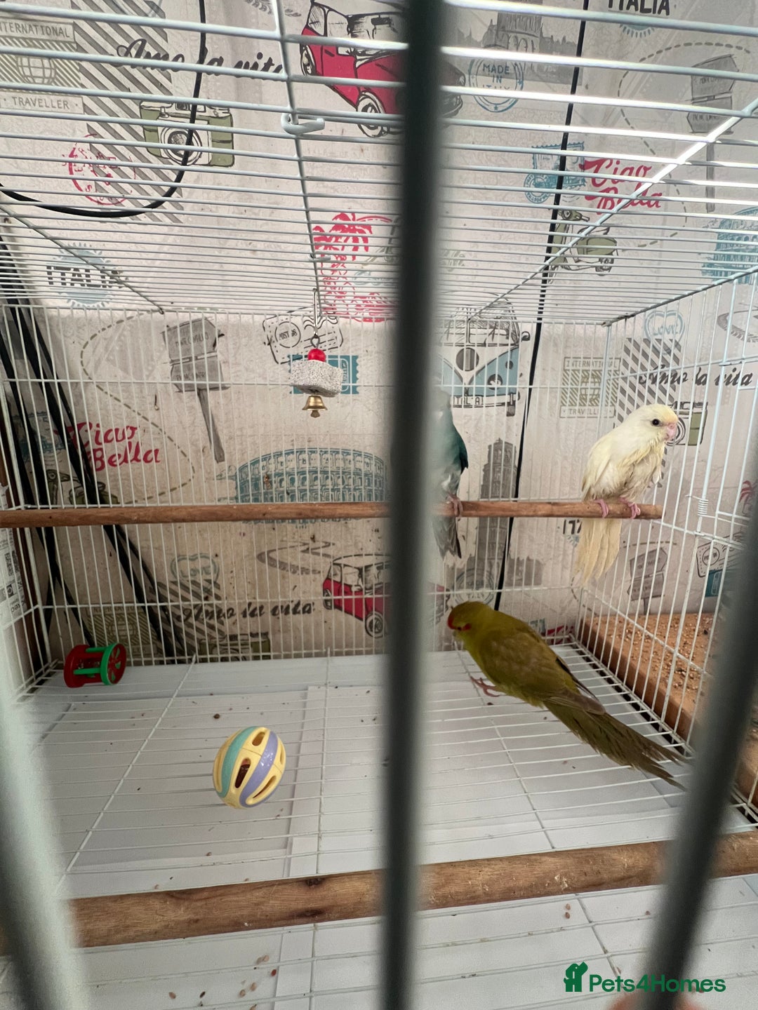 Parakeets birds for sale: Young female kakariki  - Advert 25