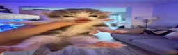 Mixed Breed cats for sale: Beautiful friendly kitten  - Advert 5