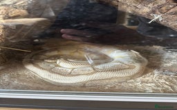 Python Snake reptiles for sale: 🐍 Ball Pythons for Sale – Collection Nottingham  - Image 3