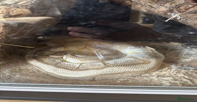 Python Snake reptiles - Advert 9