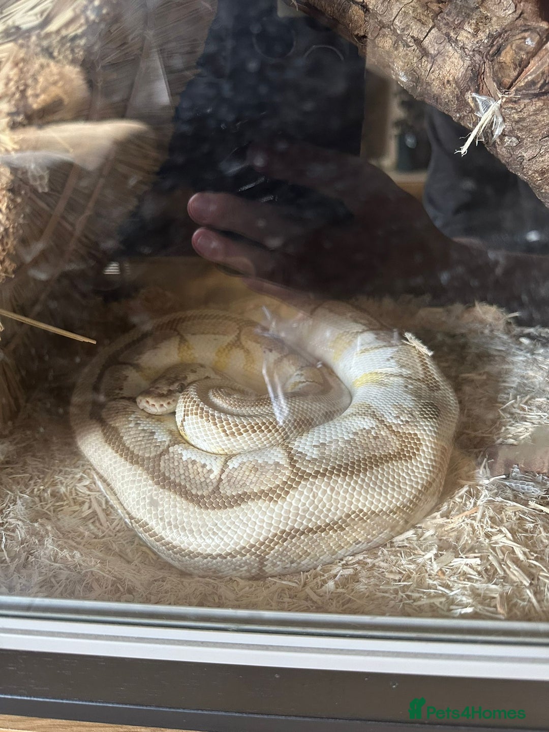 Python Snake reptiles for sale: 🐍 Ball Pythons for Sale – Collection Nottingham  - Image 3