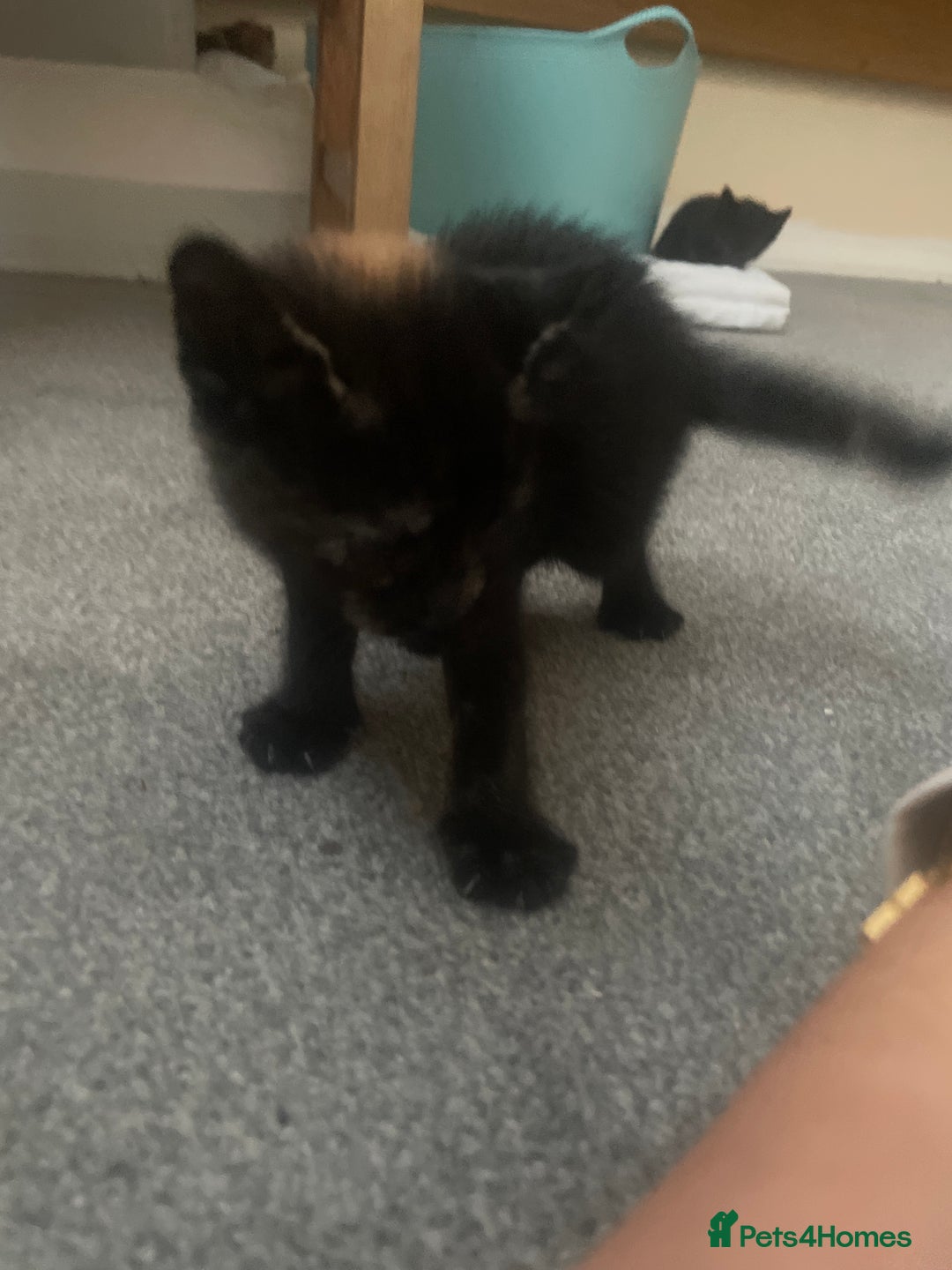 European cats for sale: Kittens for sale  - Image 14