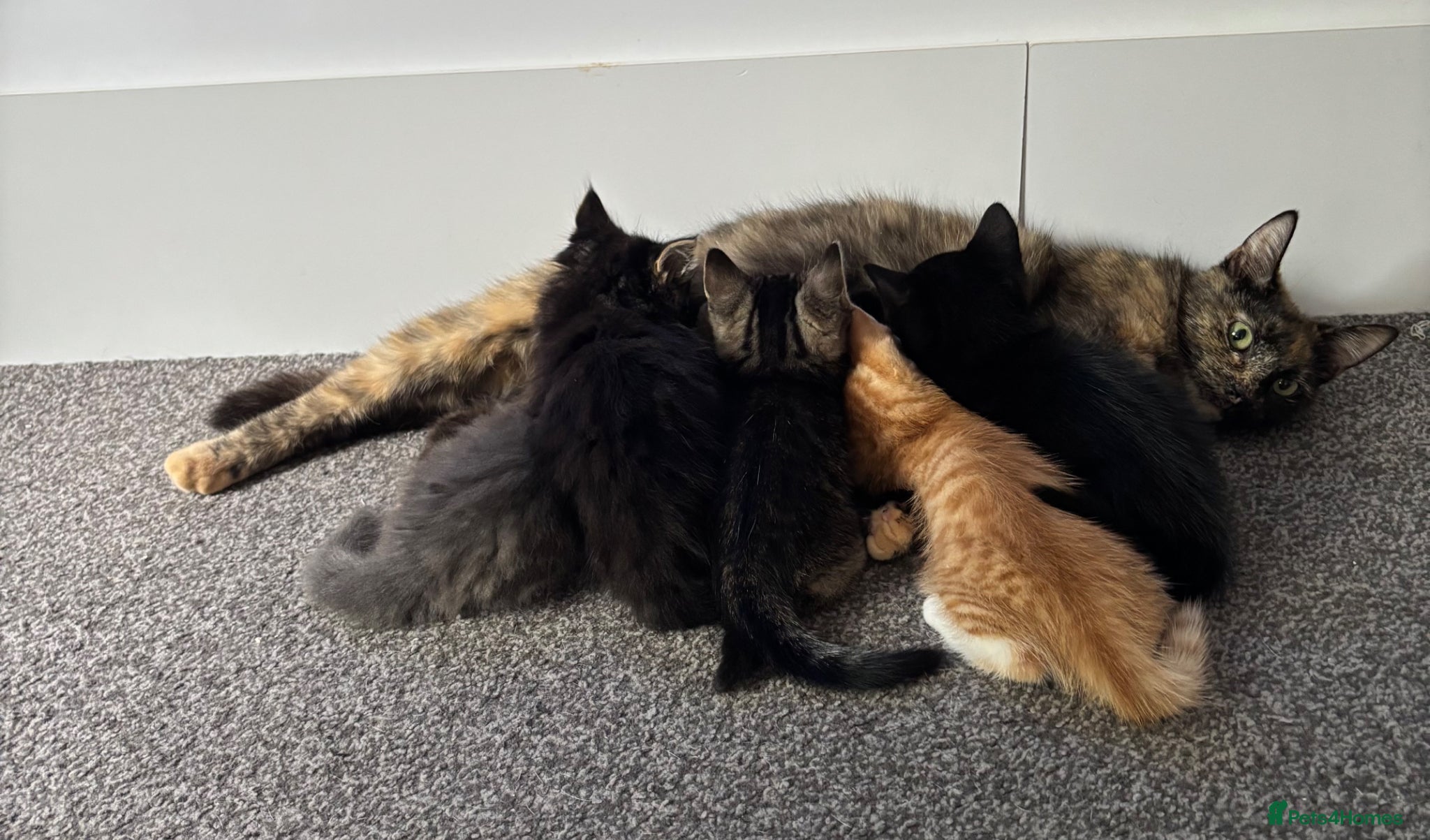 Mixed Breed cats for sale: Kittens - Advert 2