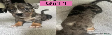 Mixed Breed girl 1
