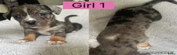 Mixed Breed dogs for sale: Mixed breed puppies  - Advert 7